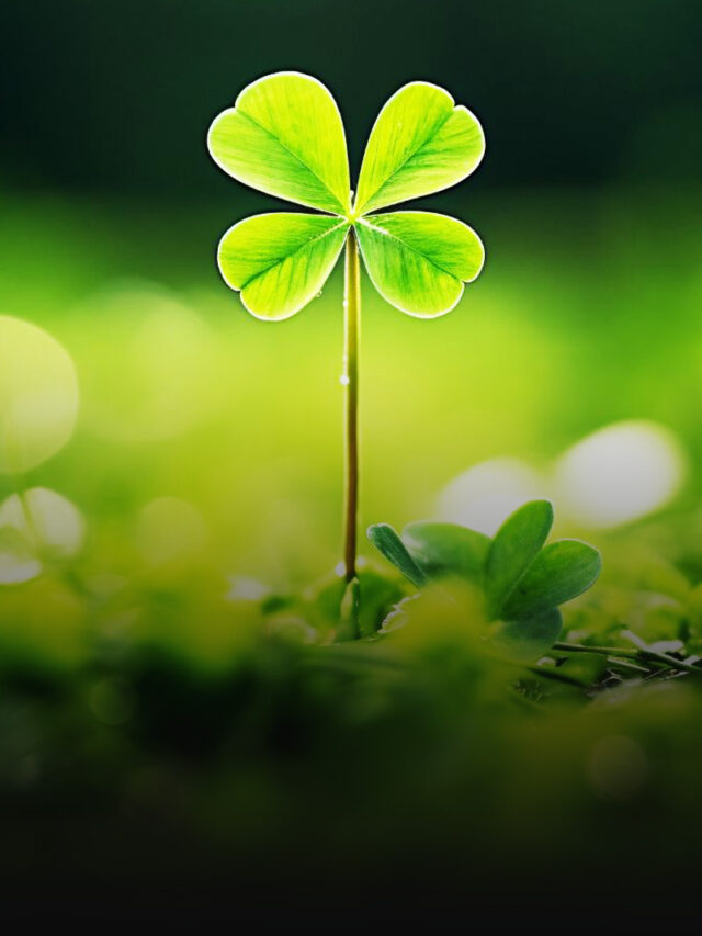 Luxuries of life poster