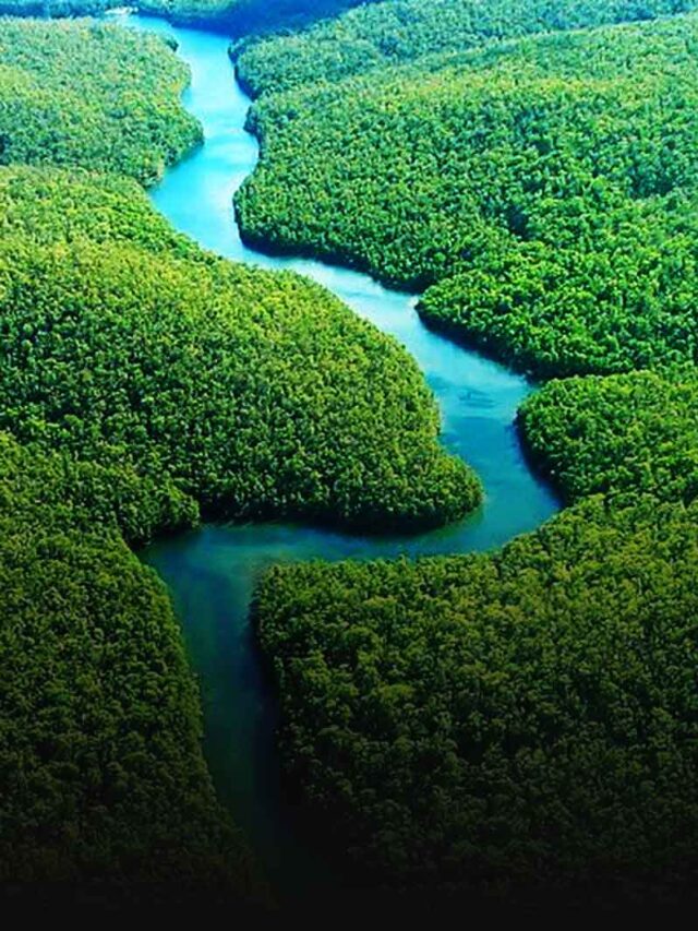 Amazon Rainforest