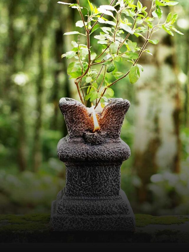 Why Do Hindus Worship Tulsi